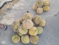 Berasal dari Padang Sumbar, Durian Manis Biji Kecil